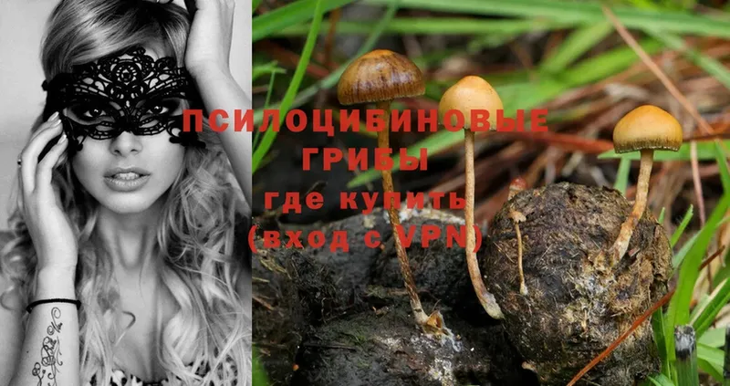 купить закладку  Новошахтинск  Псилоцибиновые грибы Psilocybe 